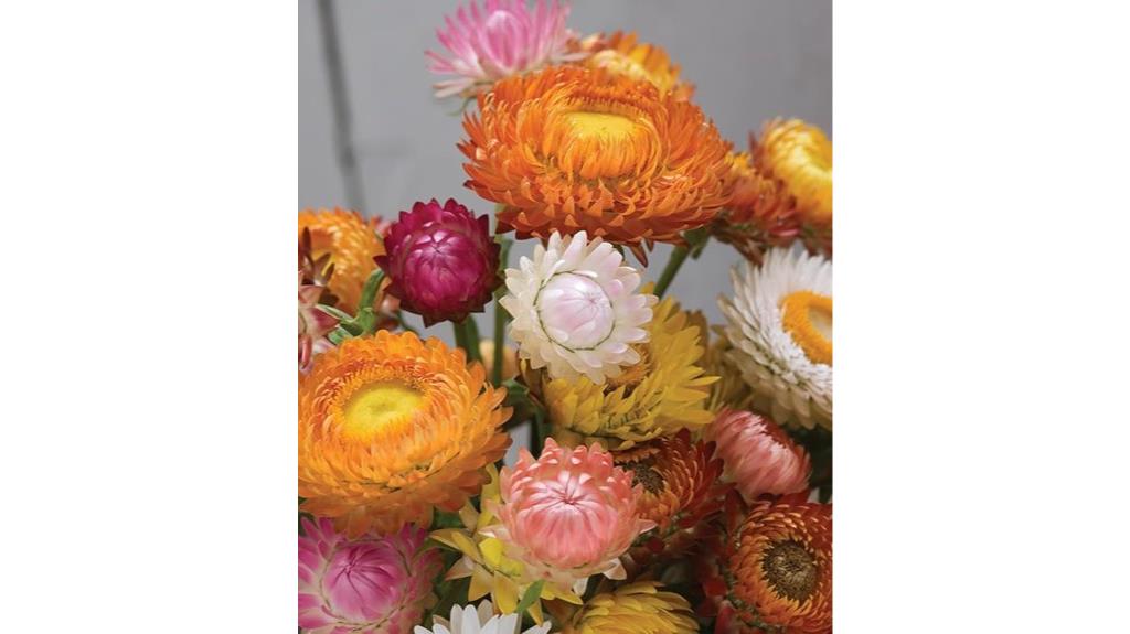 mixed color strawflower seeds