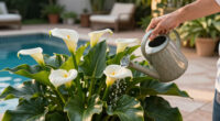 Calla Lily Care Guide: Discover the Secrets to Growing Gorgeous Tropical Bulbs for a Stunning Summer Display