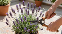 What to Do With Your Lavender in June – 5 Easy Tasks Done Now Will Give You Fabulous Fragrance and Better Blooms
