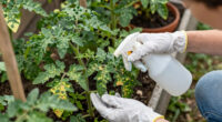 6 Vegetable Diseases To You'll See In July – Treat Them Now Before They Ruin Your Crops
