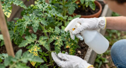 6 Vegetable Diseases To You'll See In July – Treat Them Now Before They Ruin Your Crops