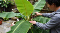 Bananas Sprout In Rayleigh Garden UK After 15 Years