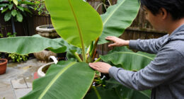 Bananas Sprout In Rayleigh Garden UK After 15 Years