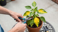 Common Pepper Plant Problems And How To Fix Them