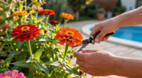 Zinnias: The Sun-Loving Blooms You Can Still Grow In A Heatwave