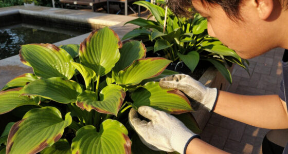 Why Are My Hosta Leaves Turning Brown? How To Read The Damage And Fix It Fast
