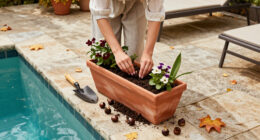 6 Surefire Flowers To Plant In October For Stronger Growth And A Garden Brimming With Blooms Next Summer