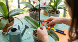 What Orchids Need In September – 6 Tasks That Decide Whether You Get Flowers This Winter