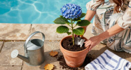 9 Gorgeous Hydrangeas To Plant This Fall For Blooms Next Summer