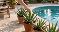 Aloes: Origins, Varieties And Growing Tips