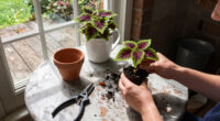 Growing Coleus Indoors This Fall – For Easy Color You Can Overwinter And Propagate For Next Year