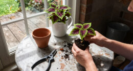 Growing Coleus Indoors This Fall – For Easy Color You Can Overwinter And Propagate For Next Year