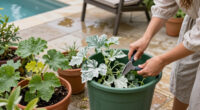 Powdery Mildew At Season’s End, Treat The Plant Or Clean Up And Move On?