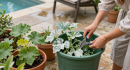 Powdery Mildew At Season’s End, Treat The Plant Or Clean Up And Move On?