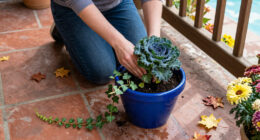This Colorful Fall Porch Plant Looks Beautiful Long After Your Mums Have Faded – And It's Frost Hardy, Too
