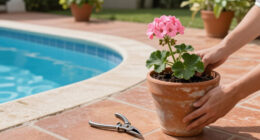 What To Do With Geraniums In October – 6 Easy Tasks To Extend Blooms And Save Plants For Next Year